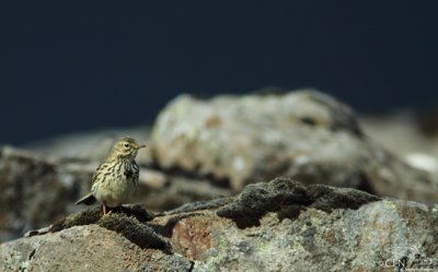 Meadow pipit