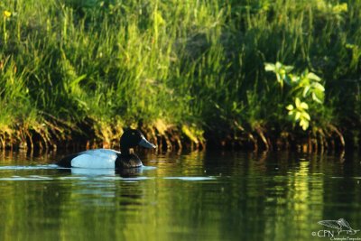 Greater scaup