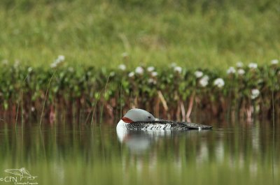 Red-throated diver