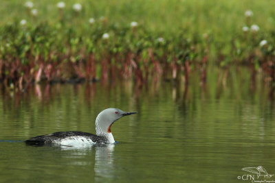 Red-throated diver