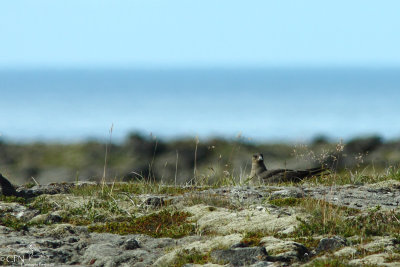 Arctic skua