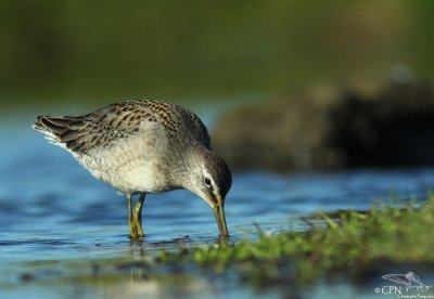 Long-billed dowitcher*