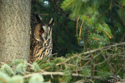 Long-eared owl*