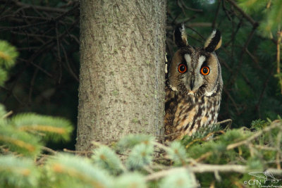 Long-eared owl*