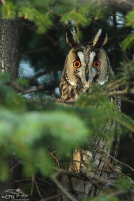 Long-eared owl*