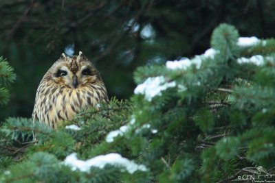 Short-eared owl*