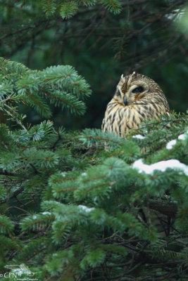 Short-eared owl*