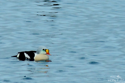 King eider*