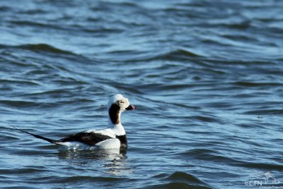 Long-tailed duck