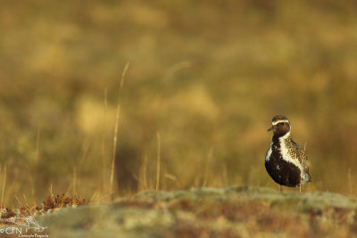 Golden plover