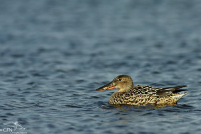 Northern shoveler