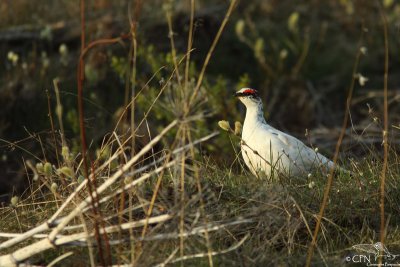 Rock ptarmigan