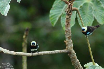 Golden-hooded tanager