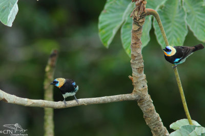 Golden-hooded tanager