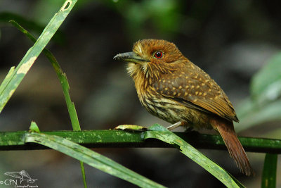 White-whiskered puffbird (male)