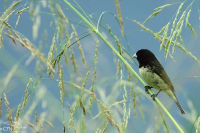 Yellow-bellied seedeater