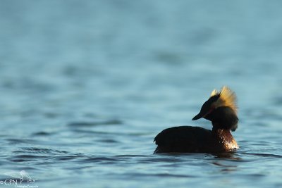 Slavonian grebe