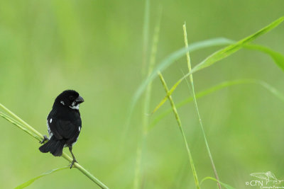 Variable seedeater