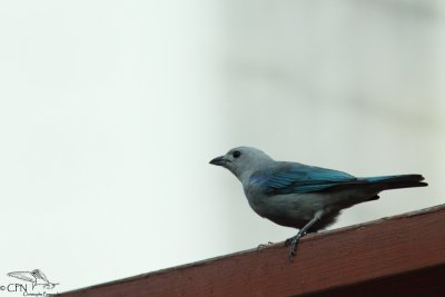 Blue-grey tanager