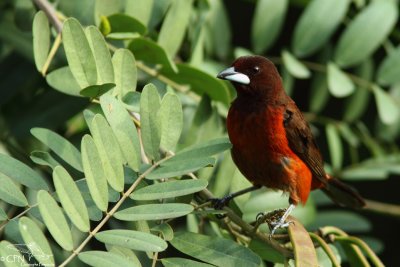 Crimson-backed tanager