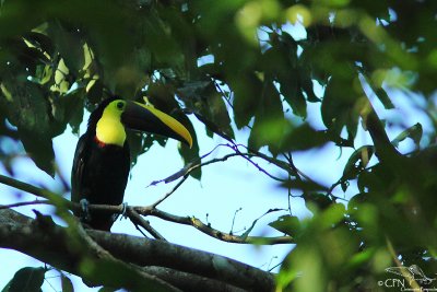Chesnut-mandibled toucan