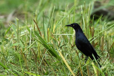 Great tailed grackle