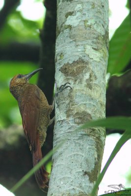 Northern barred woodcreeper