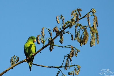 Orange-chinned parakeet