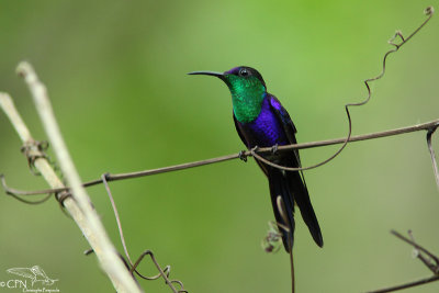 Violet-crowned woodnymph