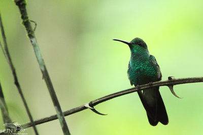 White-vented plumeleteer