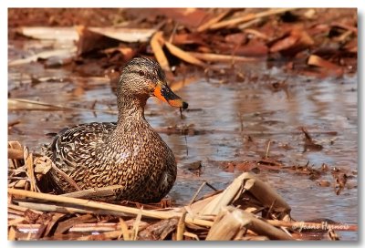 Colvert