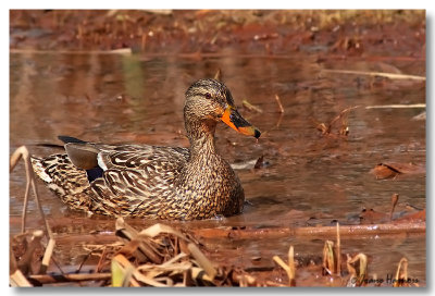 Colvert