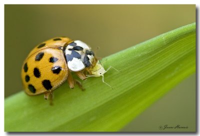 Coccinelle