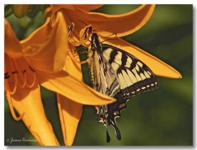 Papillon Tigr du Canada