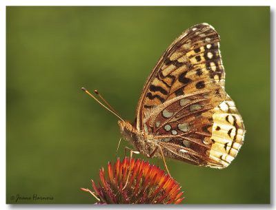 Argynne cyble