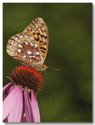 Argynne cyble
