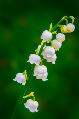 Lily Of The Vally