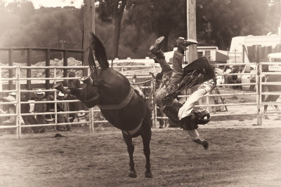 Cowboy's 2011
