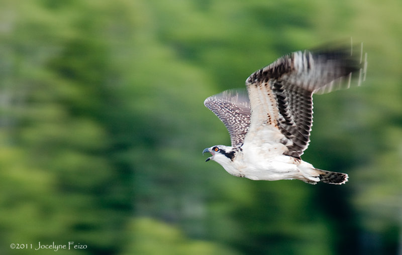 Balbuzard pcheur / Osprey