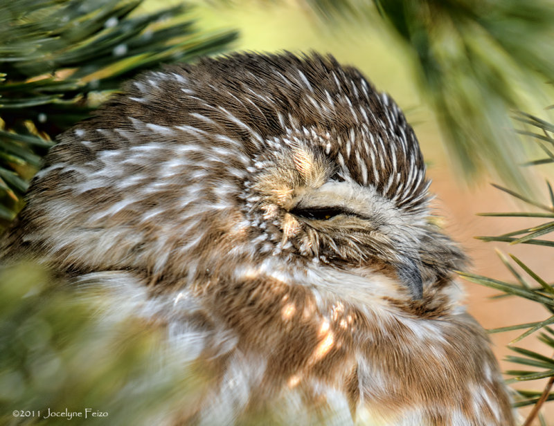 Petite nyctale au repos / Saw-whet Owl napping