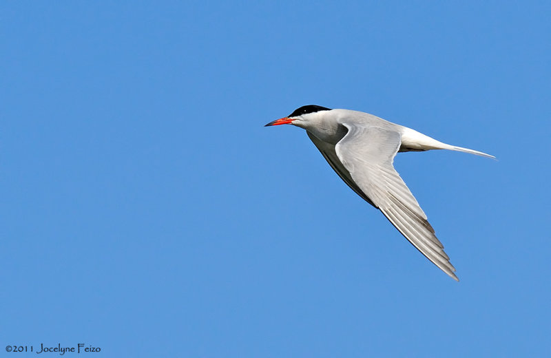 Sterne pierregarin / Common Tern