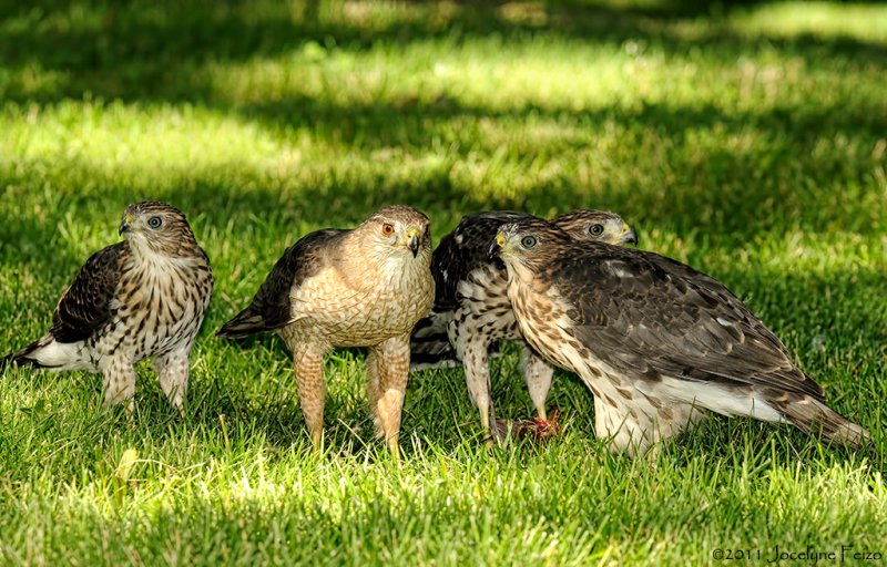 perviers de Cooper / Coopers Hawk