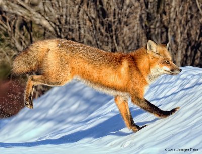 Renard roux en chasse / Hunting Red Fox