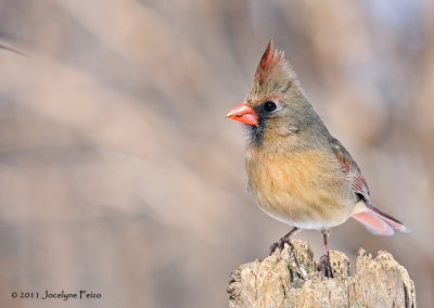 Cardinal rouge (femelle) / Northern Cardinal (female)
