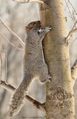 cureuil gris lchant la sve printanire d'un rable argent / Grey Squirrel licking the sap off of a Silver Maple