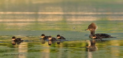 Harles couronns / Hooded Mergansers