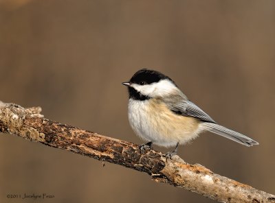 Msange  tte noire / Black-capped Chickadee