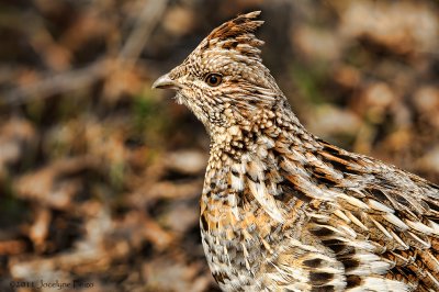 Glinotte huppe / Ruffed Grouse