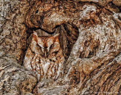 Petit duc macul (forme rousse) / Eastern Screech-Owl (red morph)