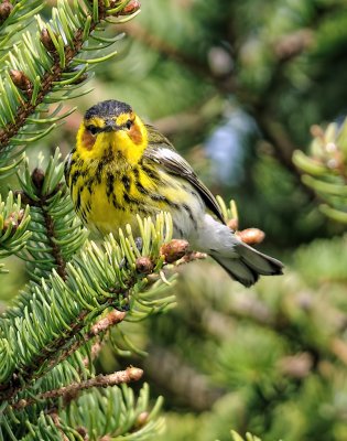 Paruline tigrée / Cape May Warbler